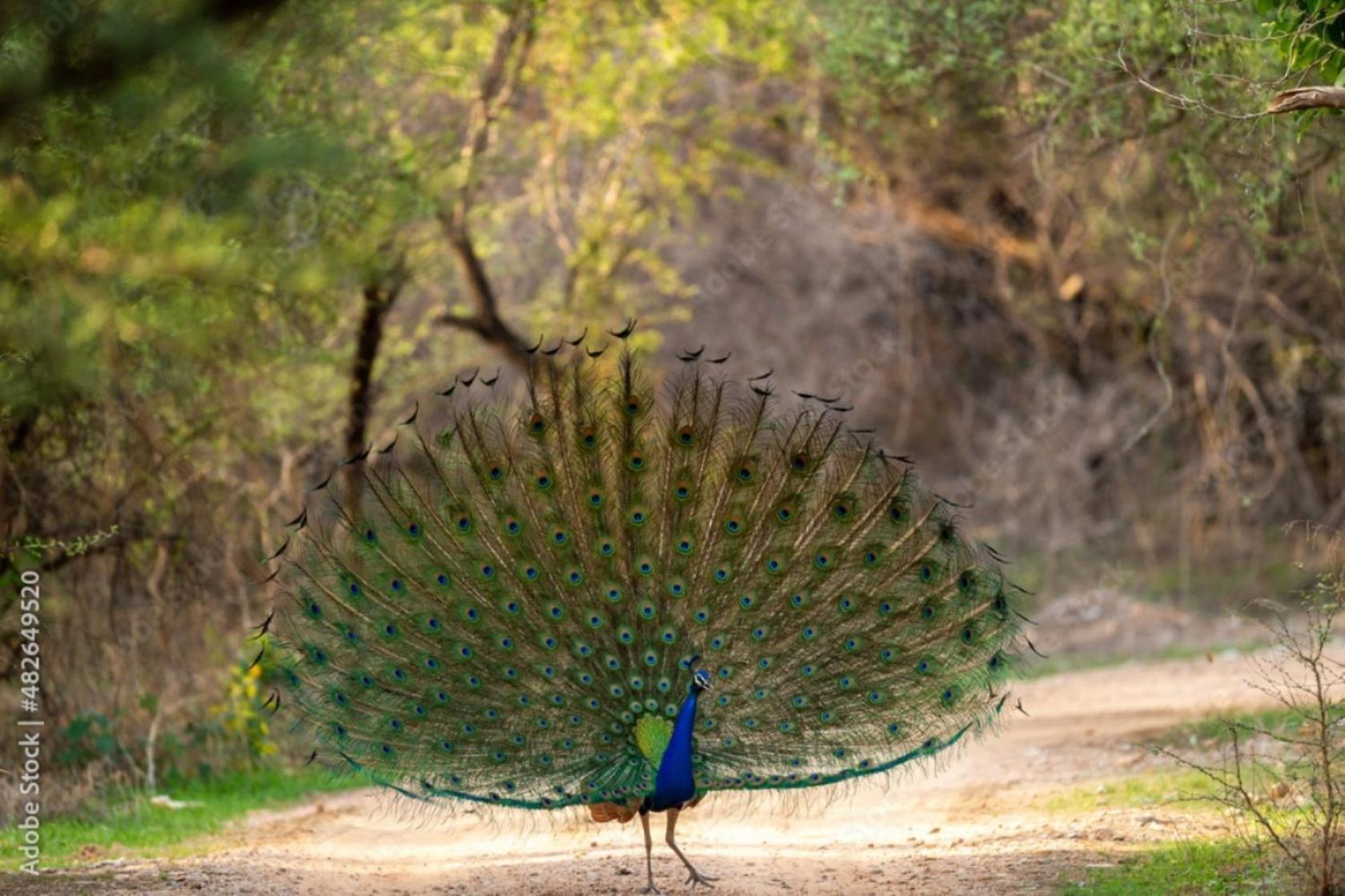 The Vanashrya Ranthambore Hotell Khilchīpur Exteriör bild