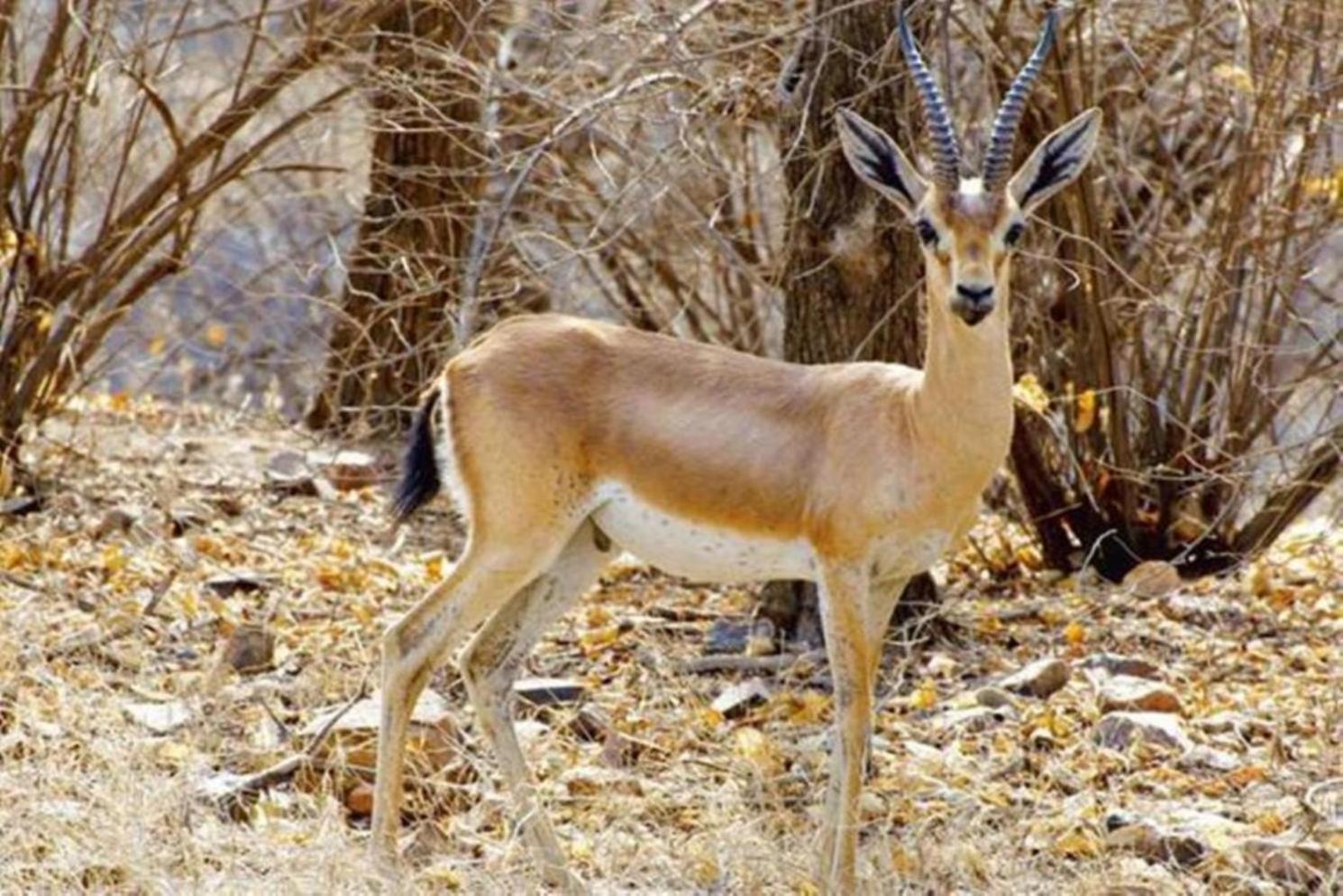 The Vanashrya Ranthambore Hotell Khilchīpur Exteriör bild